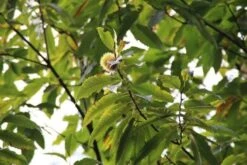 Tamme Kastanje (Castanea Sativa) -Directplant Winkel castanea sativa tamme kastanje 6
