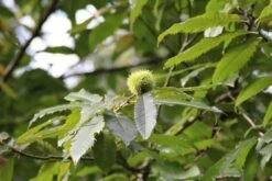 Tamme Kastanje (Castanea Sativa) -Directplant Winkel castanea sativa tamme kastanje 9