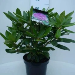 Rhododendron (Rhododendron Catawbiense 'Boursault') -Directplant Winkel cat. boursalt c5 voor 3