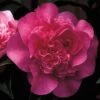Camelia Als Leivorm (Camellia 'Debbie') -Directplant Winkel cawdebbi 3 1