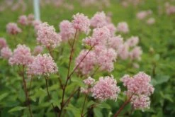 Amerikaanse Sering (Ceanothus 'Marie Simon') 15 Amerikaanse Sering (Ceanothus 'Marie Simon') -Directplant Winkel ceanothus marie simon 3