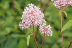 Amerikaanse Sering (Ceanothus 'Marie Simon') 14 Amerikaanse Sering (Ceanothus 'Marie Simon') -Directplant Winkel ceanothus marie simon 4