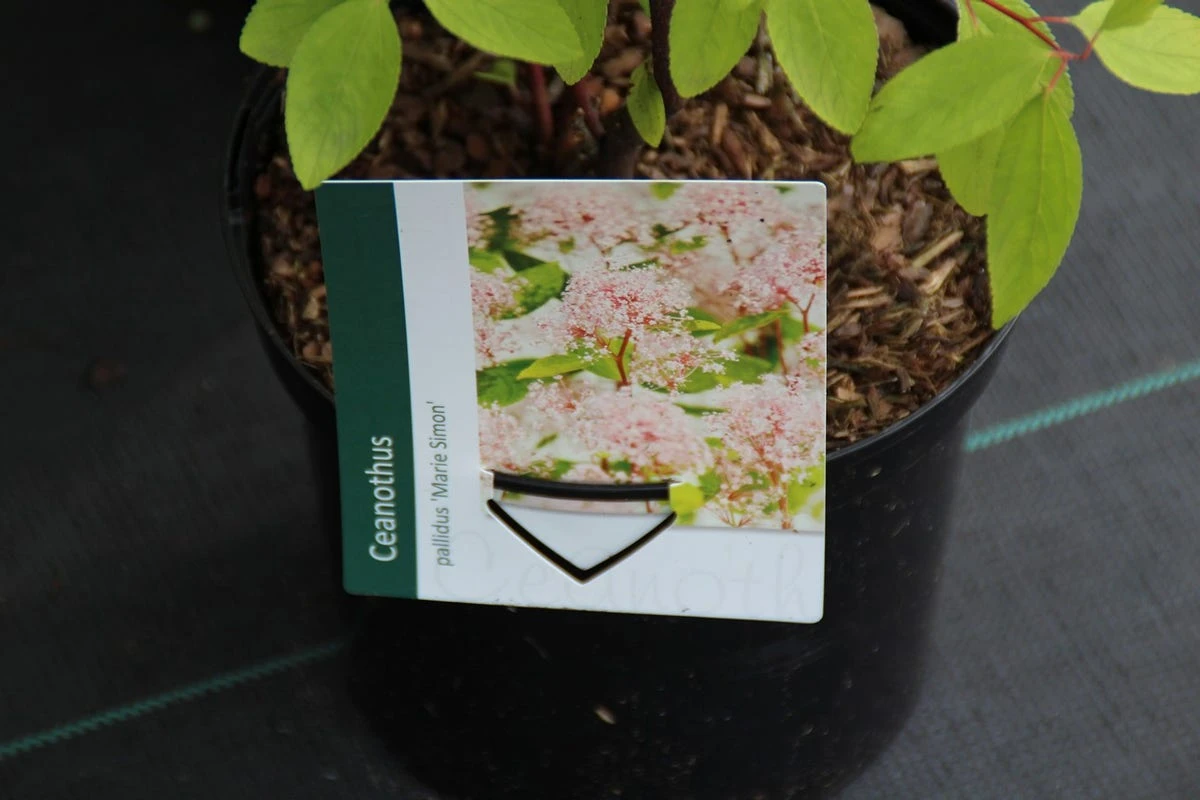 Amerikaanse Sering (Ceanothus 'Marie Simon') 12 Amerikaanse Sering (Ceanothus 'Marie Simon') - Afbeelding 10