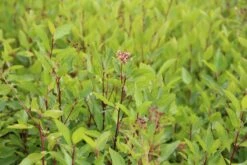 Amerikaanse Sering (Ceanothus 'Marie Simon') 19 Amerikaanse Sering (Ceanothus 'Marie Simon') -Directplant Winkel ceanothus pallidus marie simon 3