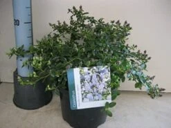 Amerikaanse Sering (Ceanothus Thyrsiflorus 'Repens') -Directplant Winkel ceanothus repens c5 maart 1.jpg 1