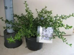 Amerikaanse Sering (Ceanothus Thyrsiflorus 'Repens') -Directplant Winkel ceanothus thyr. repens c3 sept 1