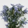 Amerikaanse Sering (Ceanothus Arboreus 'Trewithen Blue') -Directplant Winkel ceanothus thyrs. trewithen blue week 16 website 1600x1200