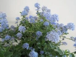 Amerikaanse Sering (Ceanothus Thyrsiflorus 'Repens') -Directplant Winkel ceanothus thyrsiflorus repens c5 juni 1 2
