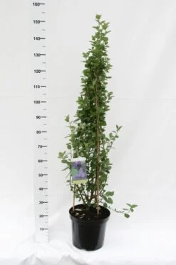 Amerikaanse Sering (Ceanothus Arboreus 'Trewithen Blue') -Directplant Winkel ceanothus thyrsiflorus trewithen blue week 39 1600x1200