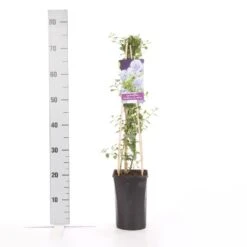 Amerikaanse Sering (Ceanothus Thyrsiflorus 'Repens') -Directplant Winkel ceanothus thyrsiflorus var. repens 1