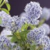 Amerikaanse Sering (Ceanothus Thyrsiflorus 'Repens') -Directplant Winkel ceanothus thyrsiflorus var. repens 2 1