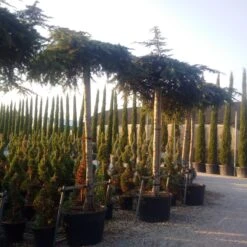 Ceder Als Dakboom (Cedrus Deodara 'Pendula') -Directplant Winkel cedrus deodara dak