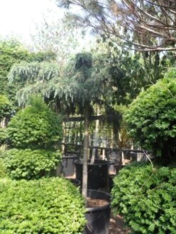 Ceder Als Boom (Cedrus Deodara 'Feelin Blue') -Directplant Winkel cedrus deodara feelin blue 20 25ho