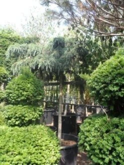 Ceder Als Boom (Cedrus Deodara 'Feelin Blue') -Directplant Winkel cedrus deodara feelin blue 20 25ho 1