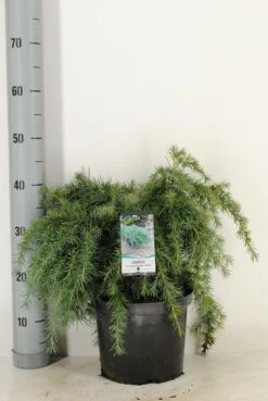 Ceder (Cedrus Deodara 'Feelin Blue') -Directplant Winkel cedrus deodara feelin blue c5 m