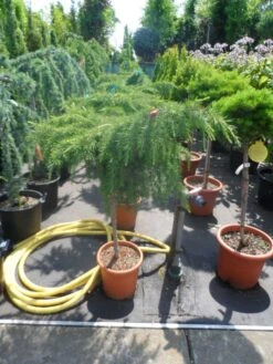 Blauwe Ceder Op Stam (Cedrus Deodara 'Feelin Blue') -Directplant Winkel cedrus deodara feelin blue halfstam c20