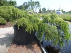 Ceder (Cedrus Deodara 'Golden Horizon') -Directplant Winkel cedrus deodara golden horizon c1000 solitair 1