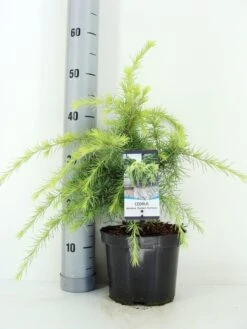Ceder (Cedrus Deodara 'Golden Horizon') -Directplant Winkel cedrus deodara golden horizon c3 m