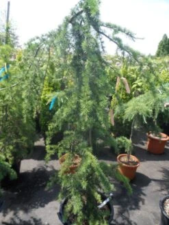 Treurceder (Cedrus Deodara 'Pendula') -Directplant Winkel cedrus deodara pendula 150 175 c35 1