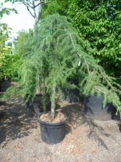 Treurceder (Cedrus Deodara 'Pendula') -Directplant Winkel cedrus deodara pendula 20 25ho c110 1