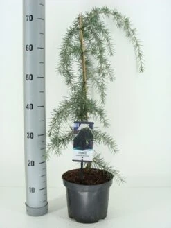 Treurceder (Cedrus Deodara 'Pendula') -Directplant Winkel cedrus deodara pendula c3 m 1 1