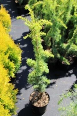 Atlasceder (Cedrus Libani 'Atlantica Aurea') -Directplant Winkel cedrus libani atlantica aurea