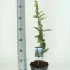 Atlasceder (Cedrus Libani 'Atlantica Aurea') -Directplant Winkel cedrus libani atlantica aurea c3 m