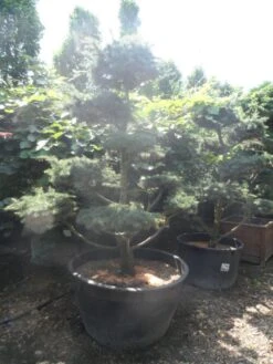 Libanonceder Als Bonsai (Cedrus Libani) -Directplant Winkel cedrus libani bonsai 180 200 c500