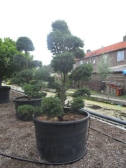 Libanonceder Als Bonsai (Cedrus Libani) -Directplant Winkel cedrus libani bonsai c750 3