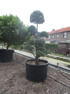 Libanonceder Als Bonsai (Cedrus Libani) -Directplant Winkel cedrus libani bonsai c750 5