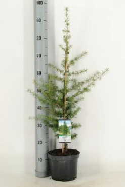 Libanonceder (Cedrus Libani) -Directplant Winkel cedrus libani c3 m 1