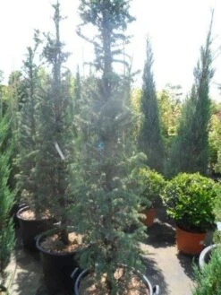 Zuilvormige Ceder (Cedrus Libani 'Fastigiata') -Directplant Winkel cedrus libani fastigiata 175 200 250 1