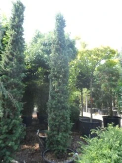 Libanonceder Als Bonsai (Cedrus Libani) -Directplant Winkel cedrus libani fastigiata 250 300 350 c130