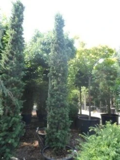 Zuilvormige Ceder (Cedrus Libani 'Fastigiata') -Directplant Winkel cedrus libani fastigiata 250 300 350 c130 1