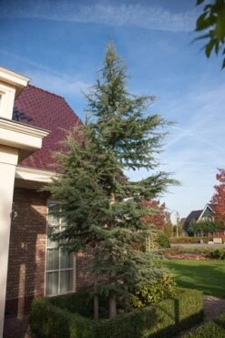 Atlasceder (Cedrus Libani 'Glauca') 21 Atlasceder (Cedrus Libani 'Glauca') -Directplant Winkel cedrus libani glauca