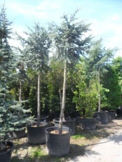 Atlasceder (Cedrus Libani 'Glauca') -Directplant Winkel cedrus libani glauca 25 30ho c240 1