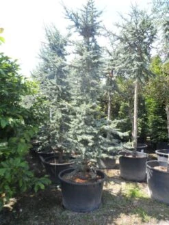 Atlasceder (Cedrus Libani 'Glauca') -Directplant Winkel cedrus libani glauca 350 400 c240 1