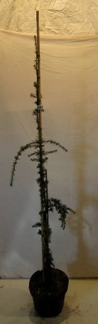 Treurceder Als Boom (Cedrus Libani 'Glauca Pendula') 11 Treurceder Als Boom (Cedrus Libani 'Glauca Pendula') - Afbeelding 9