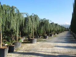 Treurceder Als Boom (Cedrus Libani 'Glauca Pendula') -Directplant Winkel cedrus libani glauca pendula 2 1