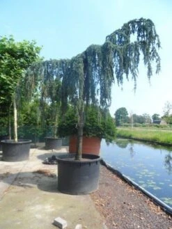 Treurceder Als Boom (Cedrus Libani 'Glauca Pendula') -Directplant Winkel cedrus libani glauca pendula 35 40ho c1000 1