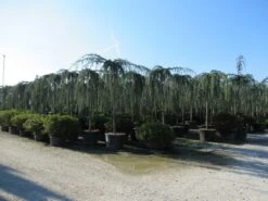 Treurceder Als Boom (Cedrus Libani 'Glauca Pendula') 39 Treurceder Als Boom (Cedrus Libani 'Glauca Pendula') -Directplant Winkel cedrus libani glauca pendula 4 1