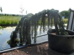 Treurceder Als Boom (Cedrus Libani 'Glauca Pendula') 32 Treurceder Als Boom (Cedrus Libani 'Glauca Pendula') -Directplant Winkel cedrus libani glauca pendula halfstam c1000 solitair 1 1