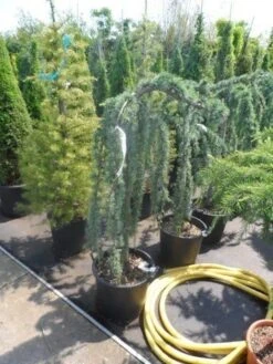 Treurceder Als Boom (Cedrus Libani 'Glauca Pendula') -Directplant Winkel cedrus libani glauca pendula halfstam c35 1