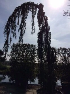 Treurceder Als Boom (Cedrus Libani 'Glauca Pendula') -Directplant Winkel cedrus libanica glauca pendula solitair geveerd