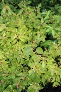 Kogelbloem (Cephalanthus Occidentalis) -Directplant Winkel cephalanthus occidentalis 1 1