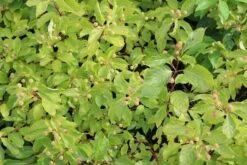 Kogelbloem (Cephalanthus Occidentalis) -Directplant Winkel cephalanthus occidentalis 2 1