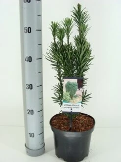 Knoptaxus (Cephalotaxus Harringtonia 'Fastigiata') -Directplant Winkel cephalotaxus harr. fastigiata winter c3 m 1