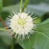 Kogelbloem (Cephalanthus Occidentalis) -Directplant Winkel cepharanthus occidentalis 2