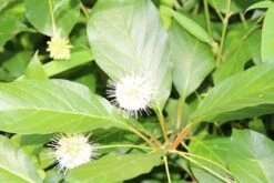 Kogelbloem (Cephalanthus Occidentalis) -Directplant Winkel cepharanthus occidentalis 3 1