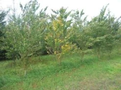 Katsoera Als Struik (Cercidiphyllum Japonicum) -Directplant Winkel cercidiphyllum jap 300 400